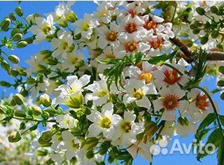 Саженцы Ксантоцероса (чекалкин орех )