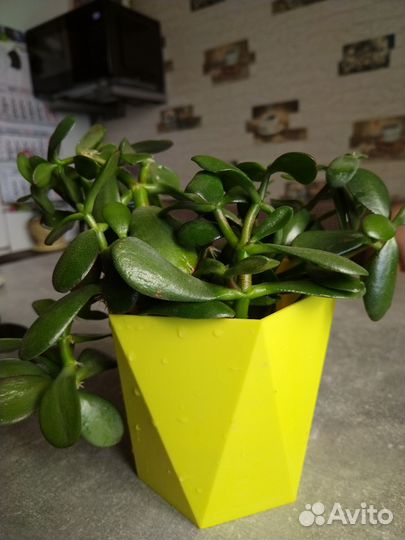 Крассула толстянка