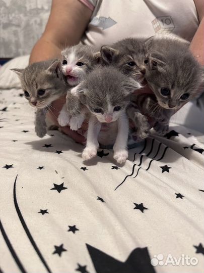 Вислоухие котята