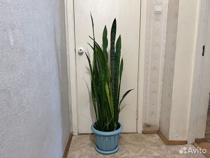 Сансевиерия