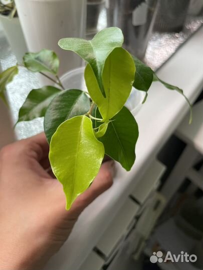 Фикус наоми голд