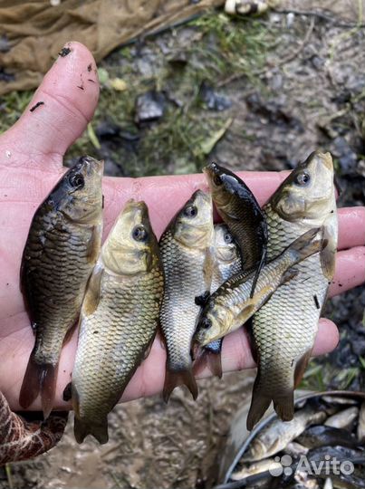 Малек карпа