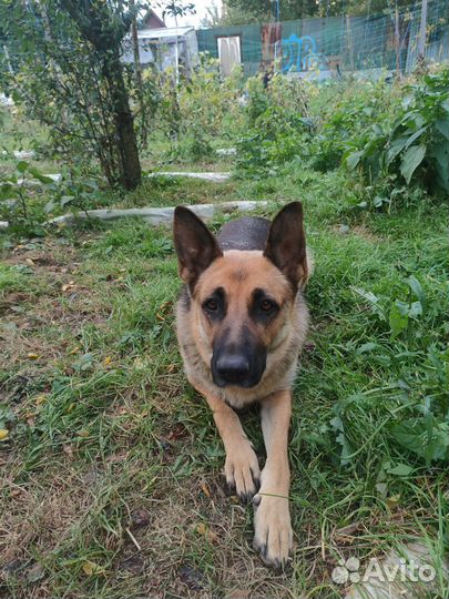 Щенки вео 2 месяца девочки