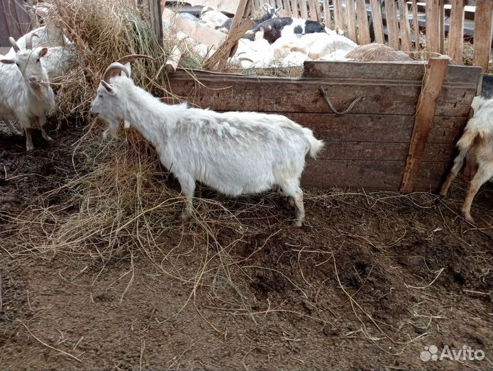 Зааненские, альпийские и нубийские козы и козлы