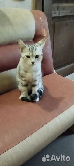 Просто котик