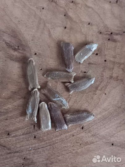 Семена лагенарии - бутылочной тыквы