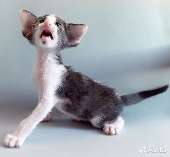 Ориентальные котята