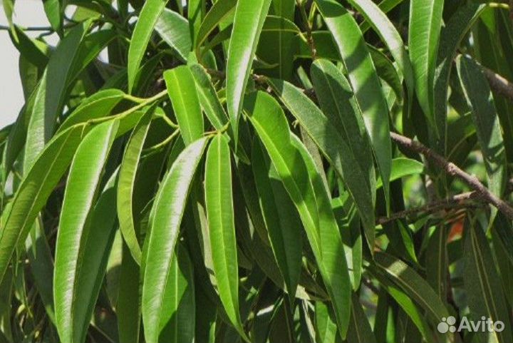 Продам Фикус Али