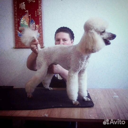 Зоосалон Дива-Дог