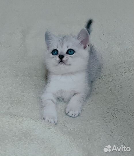 Шотландские котята