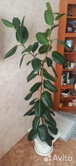 Фикус