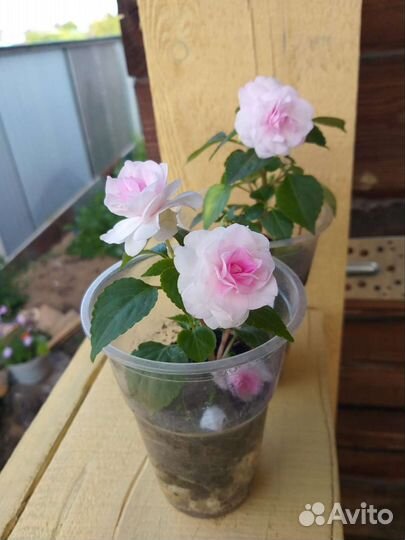 Бальзамин махровый Ванька мокрый