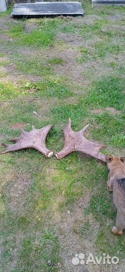 Продам рога лося