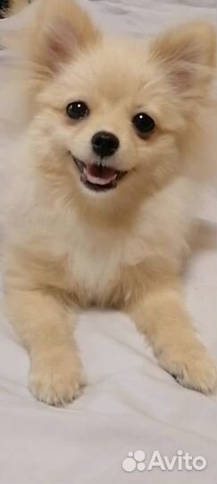 Мини шпиц девочка