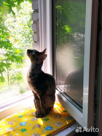 Передержка кошечек