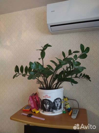 Замиокулькас