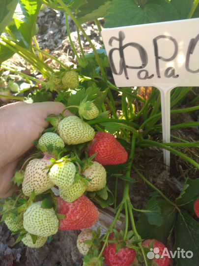 Саженцы клубники