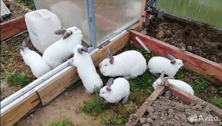 Крольчата Калифорния