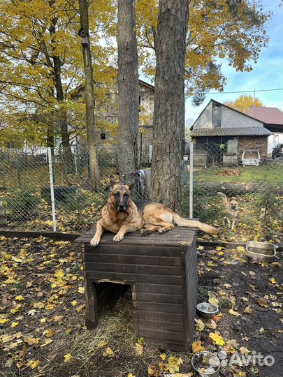 Вязка кобель немецкая овчарка