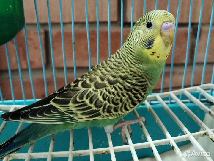 Волнистики