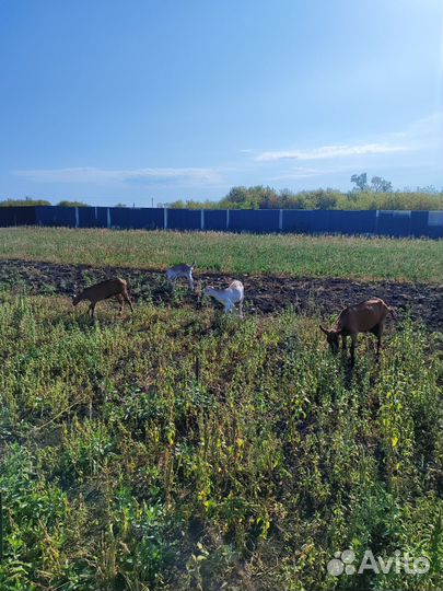 Камерунские козы