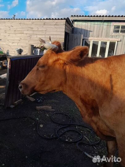Корова дойная