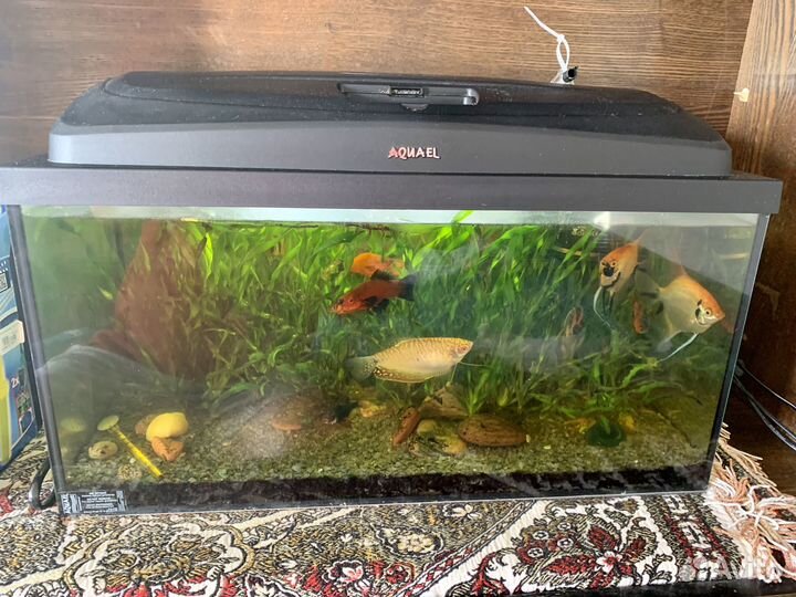 Продам Аквариум с рыбками
