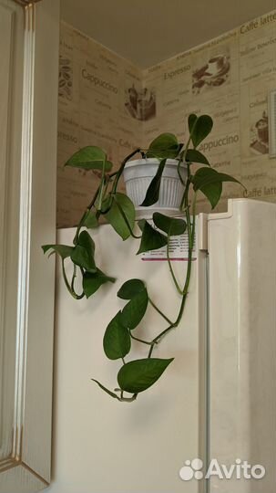 Сциндапсус (лиана)