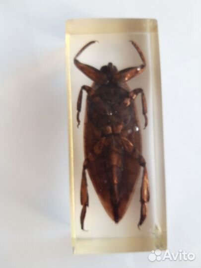 Жук-гигант.Индия.1990г.Редкость.Раритет