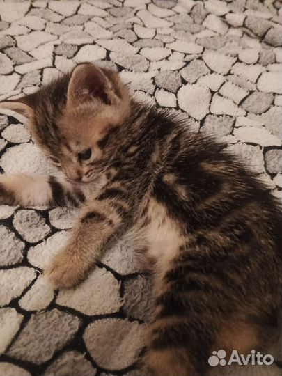 Котята в добрые руки бесплатно