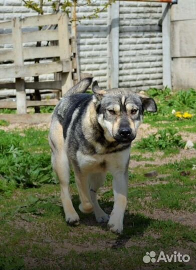 Собака бесплатно