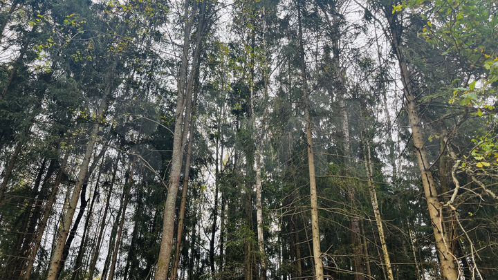 Участок 11,9 сот. (ИЖС)