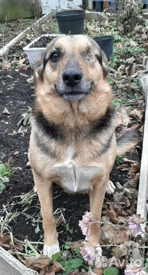 Особенная собака друг