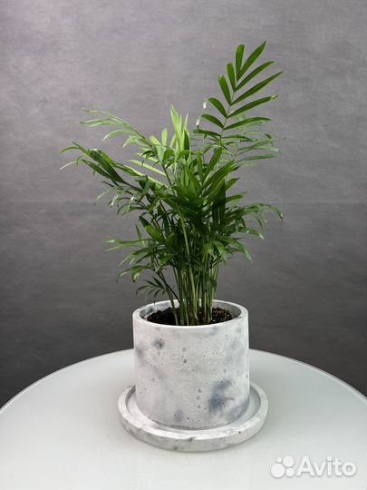 Хамедорея в бетоном горшке с поддоном