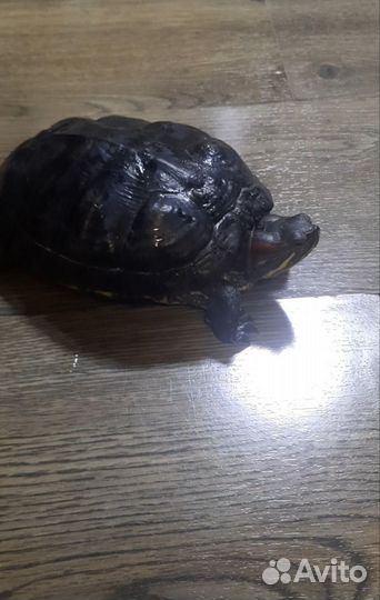 Красноухая черепаха бесплатно