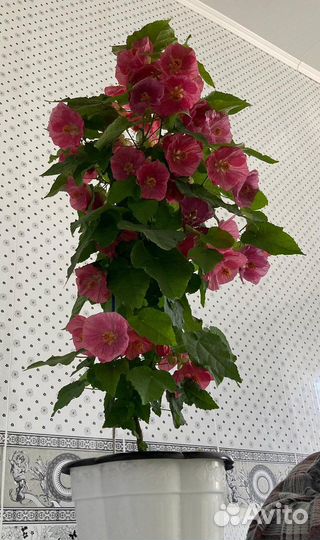 Абутилон белла