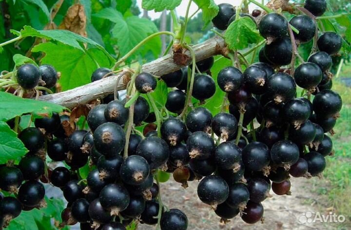 Смородина чёрная Гулливер саженцы