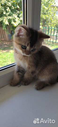 Котята золотая шиншилла