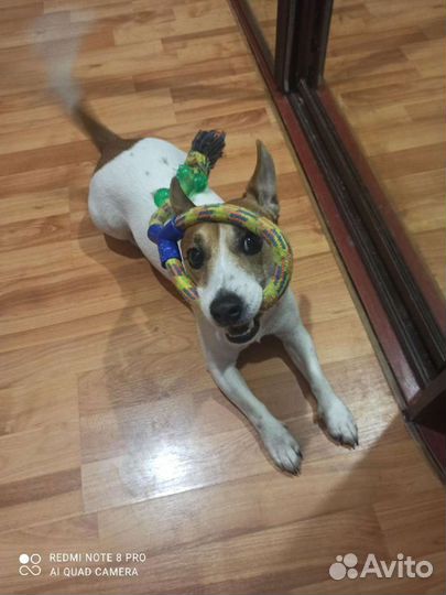 Вязка джек Рассел терьер