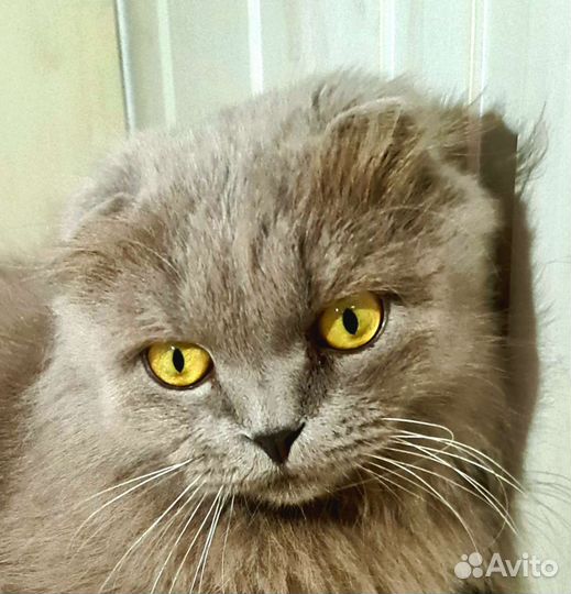 Кошка в дар