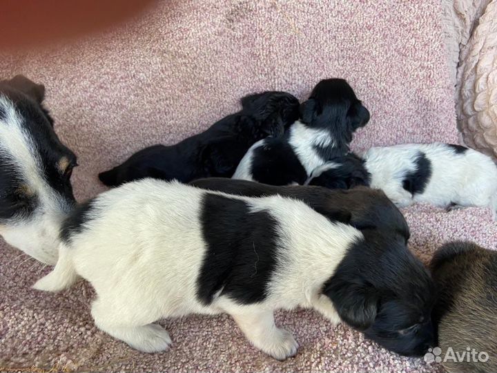 Отдам бесплатно щенки