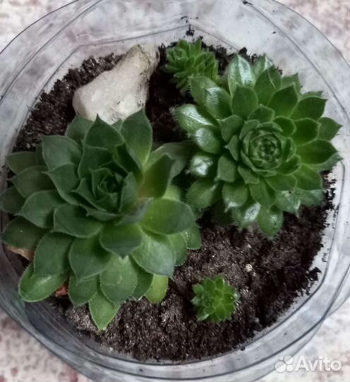 Кактусы и суккуленты, мини садик