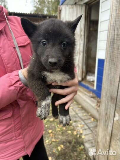 Щенки лайки