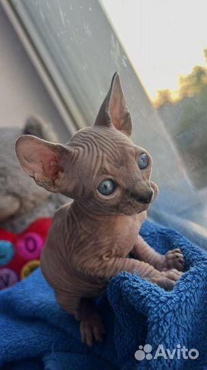 Канадский сфинкс котенок эльф