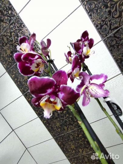 Орхидеи фаленопсис