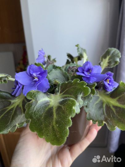 Фиалка цветущая в горшке