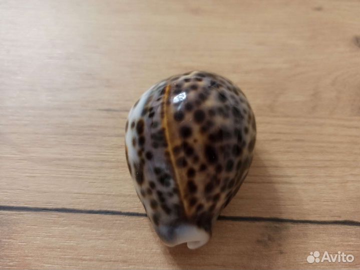 Морская раковина