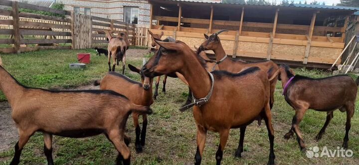 Чешские козы