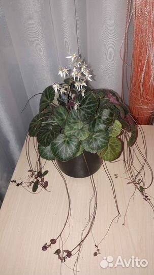 Цветы,Сингониум,Суккуленты,Пеперомия,Бальзамин