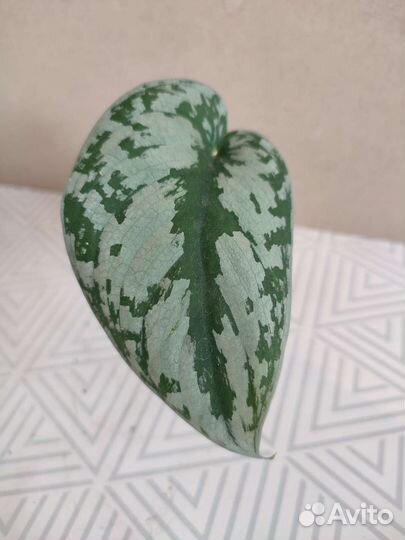 Эпипремнумы: Neon, Aureus Golden, Exotica